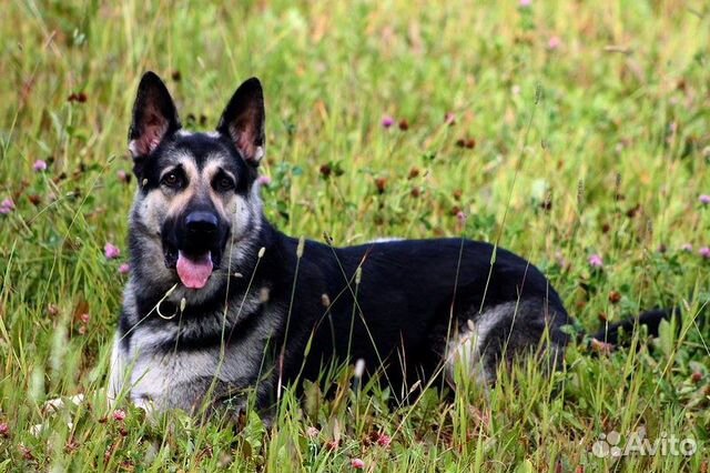 Кобель вео для вязки