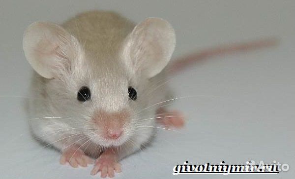 Сатиновые мышки купить на Зозу.ру - фотография № 1