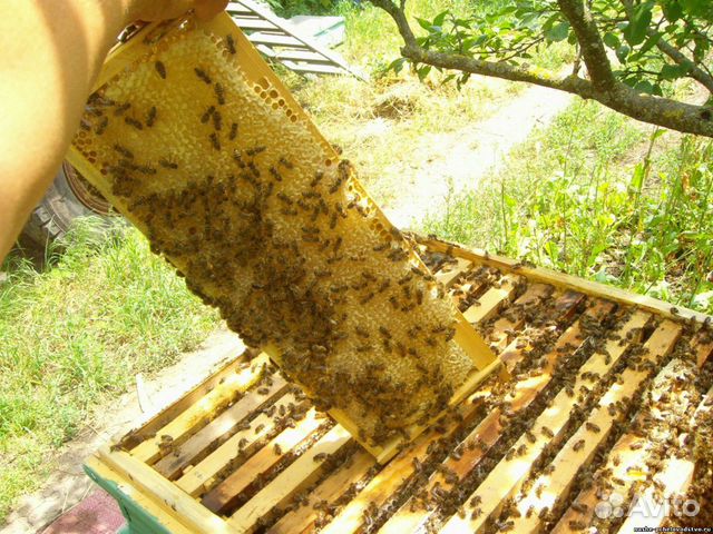 Пчелы в ульях, пасека купить на Зозу.ру - фотография № 2