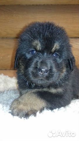 Продам щенка Тибетского Мастифа купить на Зозу.ру - фотография № 5