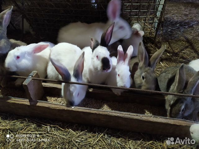 Продаются кролики купить на Зозу.ру - фотография № 4