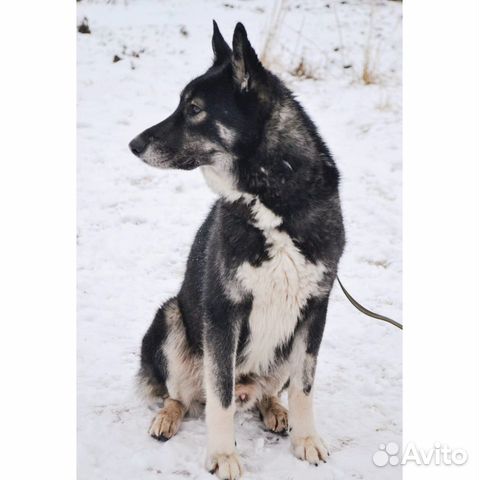 Собака Руслан купить на Зозу.ру - фотография № 5