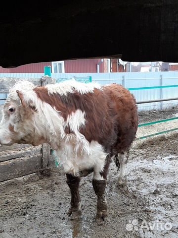Продаются быки: герефорды, сименталыи корова с тел купить на Зозу.ру - фотография № 5