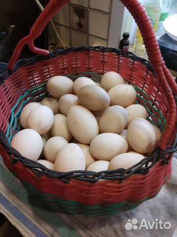 Инкубационное яйцо индоутки купить на Зозу.ру - фотография № 5
