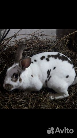 Кролики, порода Рекс купить на Зозу.ру - фотография № 1