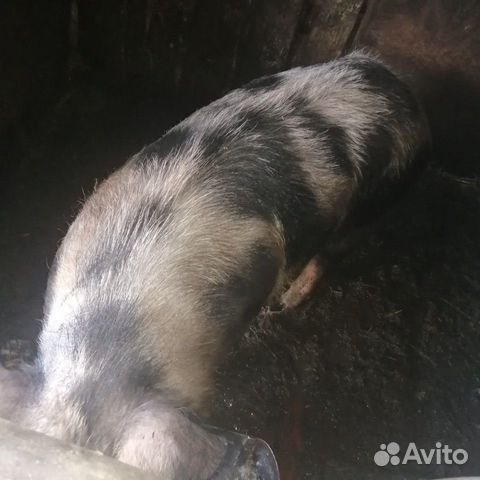 Свинка купить на Зозу.ру - фотография № 1