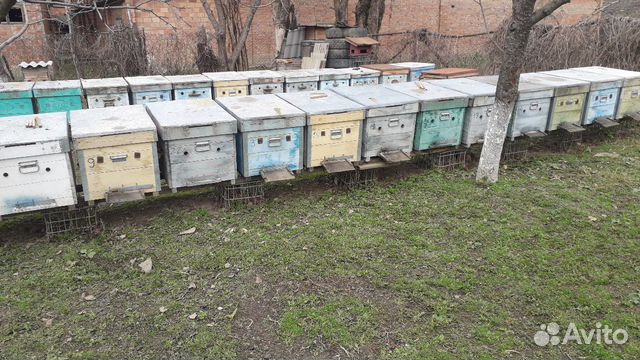 Пчёлы купить на Зозу.ру - фотография № 5