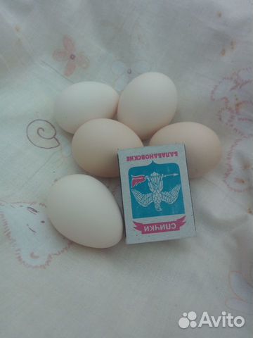 Инкубационные яйца бентамок купить на Зозу.ру - фотография № 2