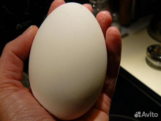 Инкубационное гусиное яйцо купить на Зозу.ру - фотография № 3