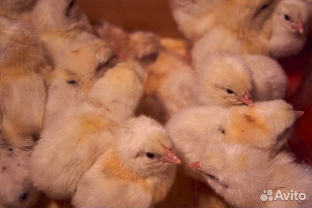 Цыплята несушки суточные Супер Ник купить на Зозу.ру - фотография № 4