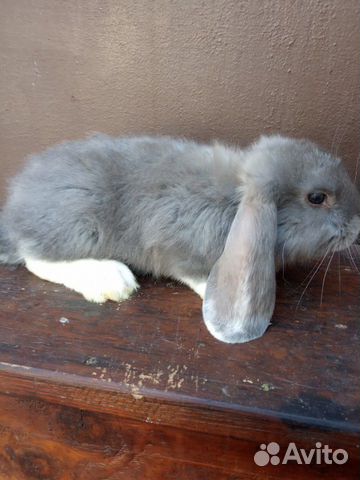 Кролик Французский баран купить на Зозу.ру - фотография № 10