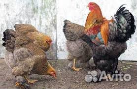 Куры цыплята купить на Зозу.ру - фотография № 3