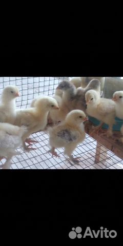 Инкубационное яйцо, суточные цыплята купить на Зозу.ру - фотография № 2