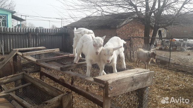 Дойные козы купить на Зозу.ру - фотография № 2