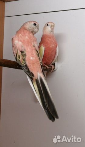Розовобрюхие попугаи, пара купить на Зозу.ру - фотография № 2
