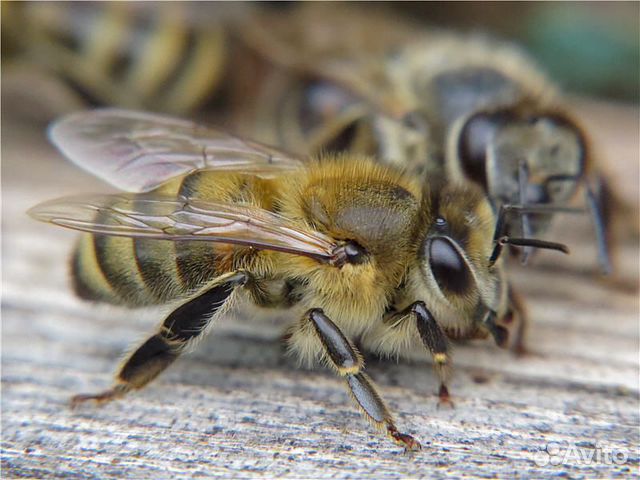 Продам пчелосемье матки молодые купить на Зозу.ру - фотография № 1