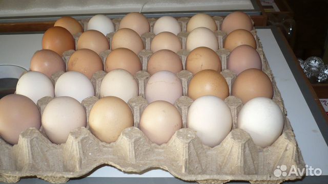 Инкубационные яйца в машине. Авито инкубационное яйцо в Тюмени. Авито Иркутск купить яйцо инкубационное. Купить яйцо инкубационное в Нижегородской.