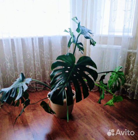 Монстера, Сансевиерия, Хлорофитум, Фикус, Драцена