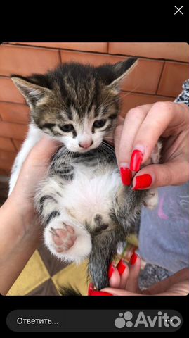 Кошка