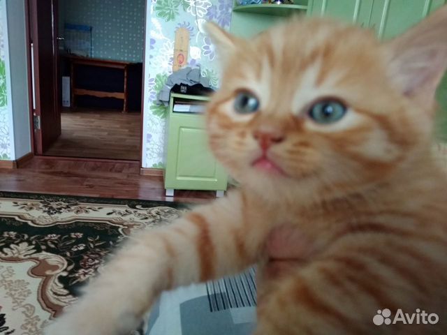 Котёнок рыжая кошечка 1,5 месяца купить на Зозу.ру - фотография № 3
