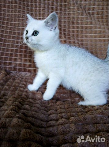 Кошка Кошка