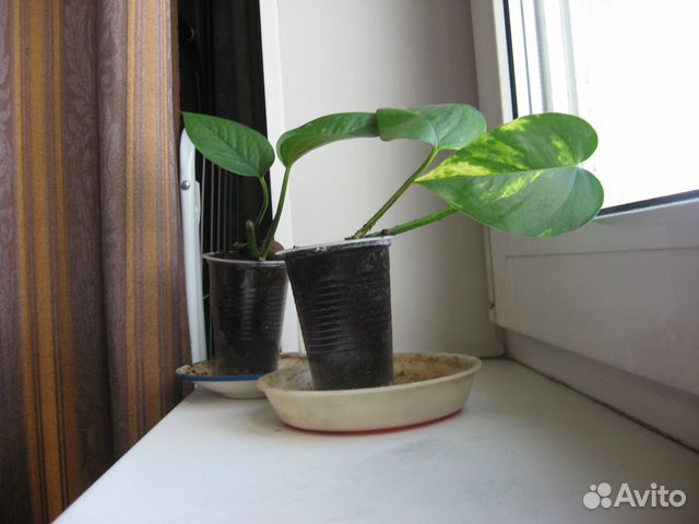 Комнатные растения