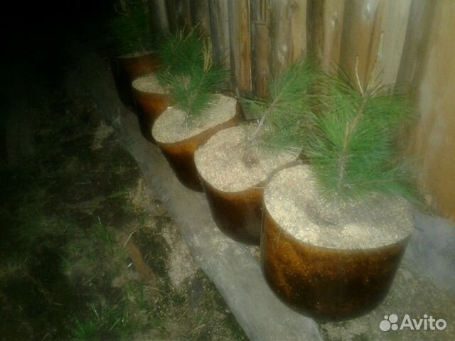 Саженцы кедра