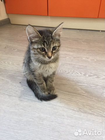 Кошка