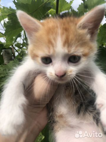 Котята бесплатно