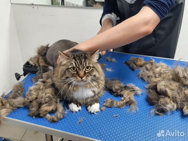 Стрижка кошек от Mr Groom Стрижка кошек от Mr Groom