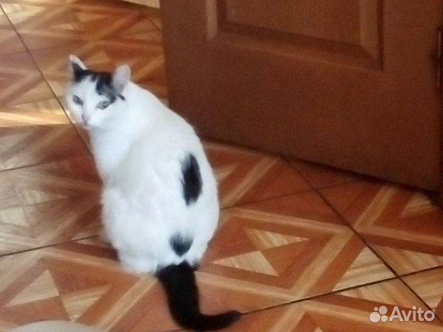 Кошка