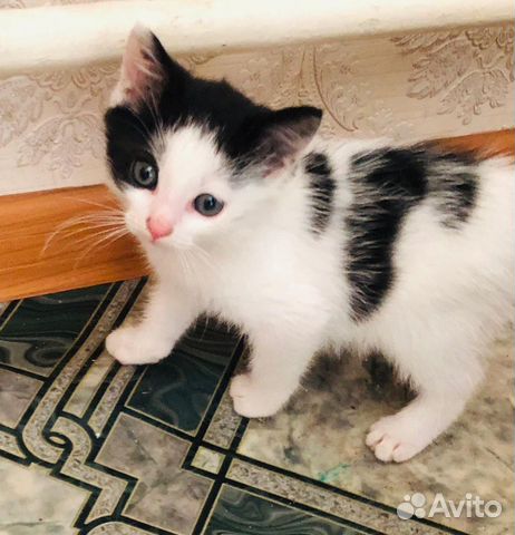 Котенок мальчик