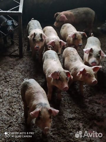 Поросята (породы Венгерская мангалица, Дюрок, Ланд