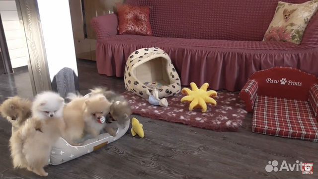 Мини шпиц щенки Мини шпиц щенки