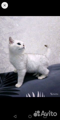 Кошка Кошка