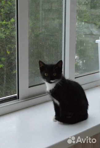 Котенок (мальчик, 3 месяца) в добрые руки Котенок (мальчик, 3 месяца) в добрые руки