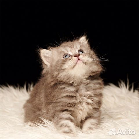 Шотландские котята Скоттиш -страйт Шотландские котята Скоттиш -страйт