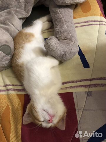 Котёнок рыжик Котёнок рыжик