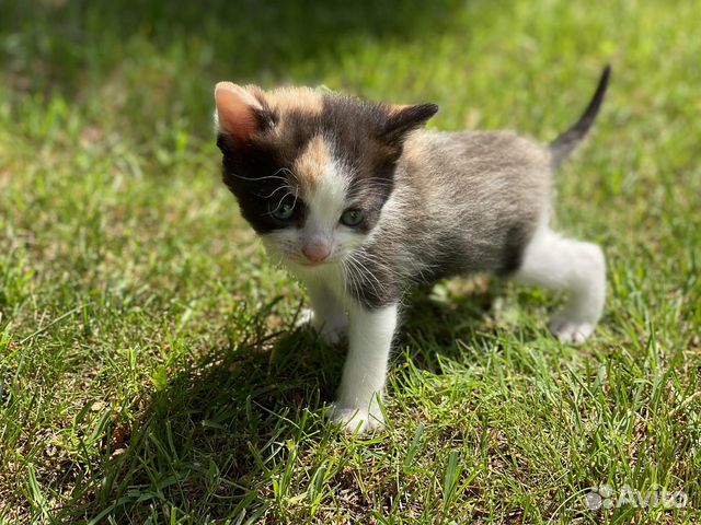 Котята в поисках любящих хозяев Котята в поисках любящих хозяев