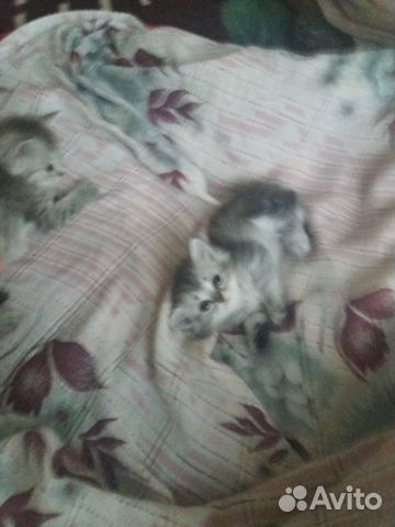 Котята