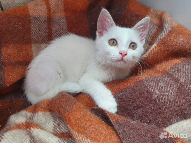 Отдам котёнка в добрые руки