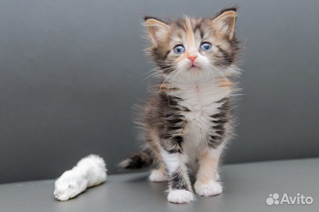 Котенок Анфиса Котенок Анфиса
