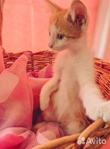 Котята ищут дом Котята ищут дом