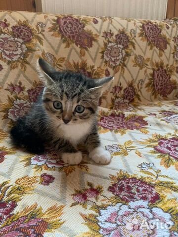 Очаровательный котёнок в дар Очаровательный котёнок в дар
