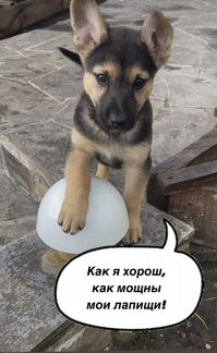 Самые классные щенки на авито Собачки ищут хозяев