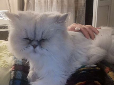 Кошка персидская в дар