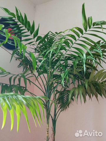 Пальма из двух шт
