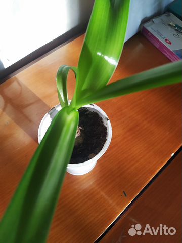 Индийский лук лечебное растение