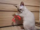 Бурманские клубные котята объявление продам