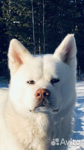 Вязка Акита ину